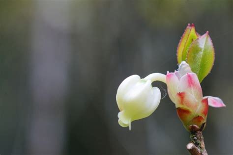 吊鐘花|臺灣吊鐘花 (護理, 特徵, 花, 圖片)